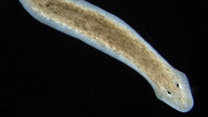 Ce ver immortel pourrait nous aider à lutter contre les bactéries résistantes