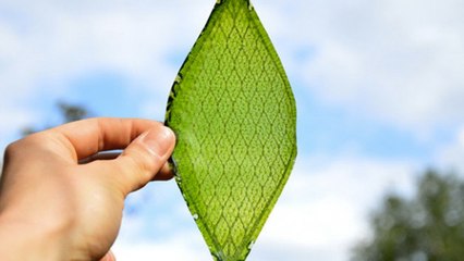 Silk Leaf, une feuille artificielle capable de produire de l'oxygène grâce à la photosynthèse ?