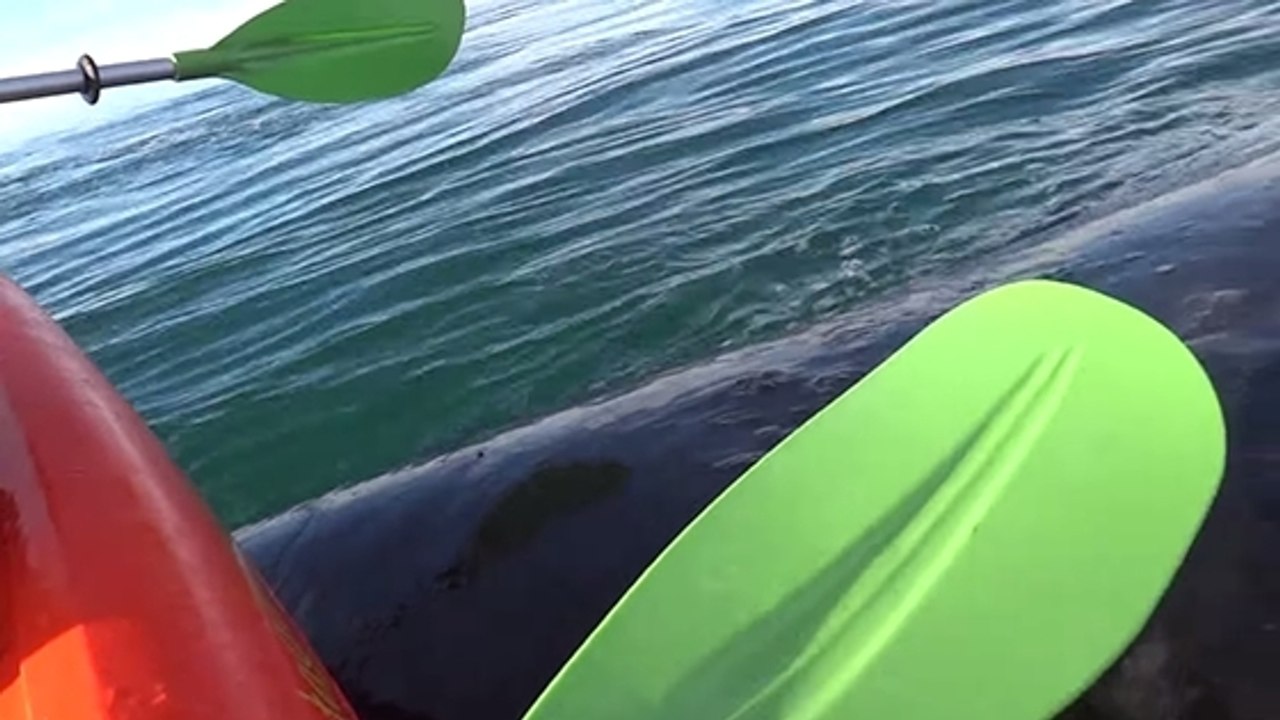 Un kayak se fait soulever par une baleine à bosse