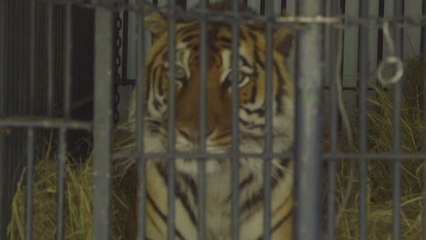 Trois tigres libérés d'un faux sanctuaire aux Etats-Unis