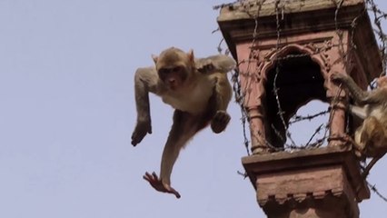 Des macaques font des sauts spectaculaires dans un bassin d'eau