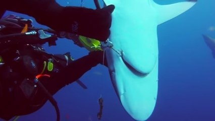 Un plongeur aide un requin à se débarrasser d'un hameçon
