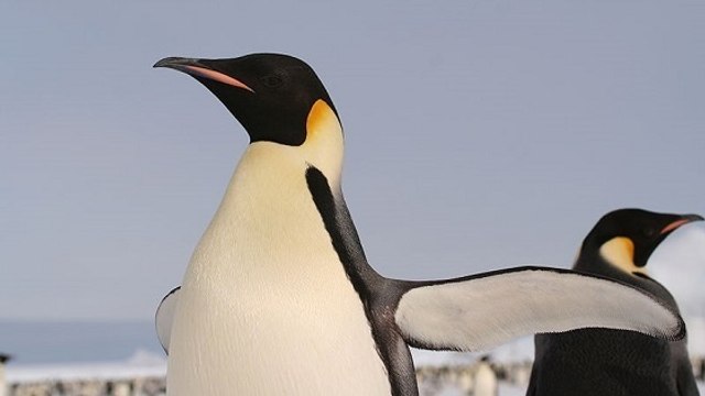 Un méga manchot plus grand qu'un homme découvert en Antarctique