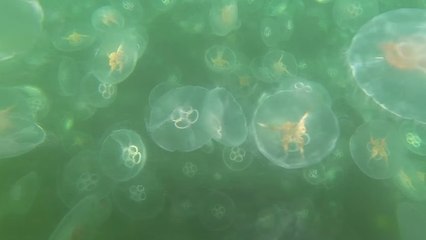Un impressionnant banc de méduses filmé au large du Danemark