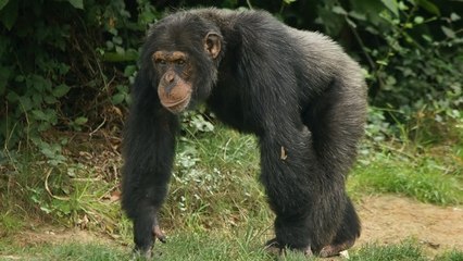 La violence, un comportement "naturel" chez les chimpanzés