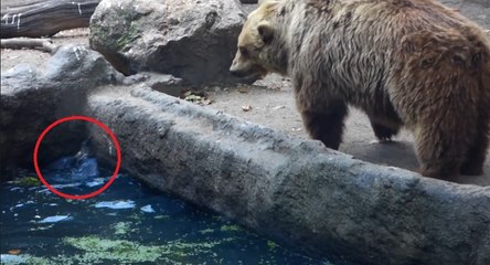 L'étonnante réaction d'un ours brun face à un oiseau qui se noie