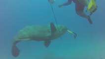 Un mérou goliath attaque un plongeur en Floride