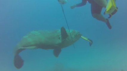 Un mérou goliath attaque un plongeur en Floride