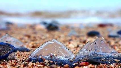 D'étranges cnidaires bleus envahissent la côte ouest des Etats-Unis