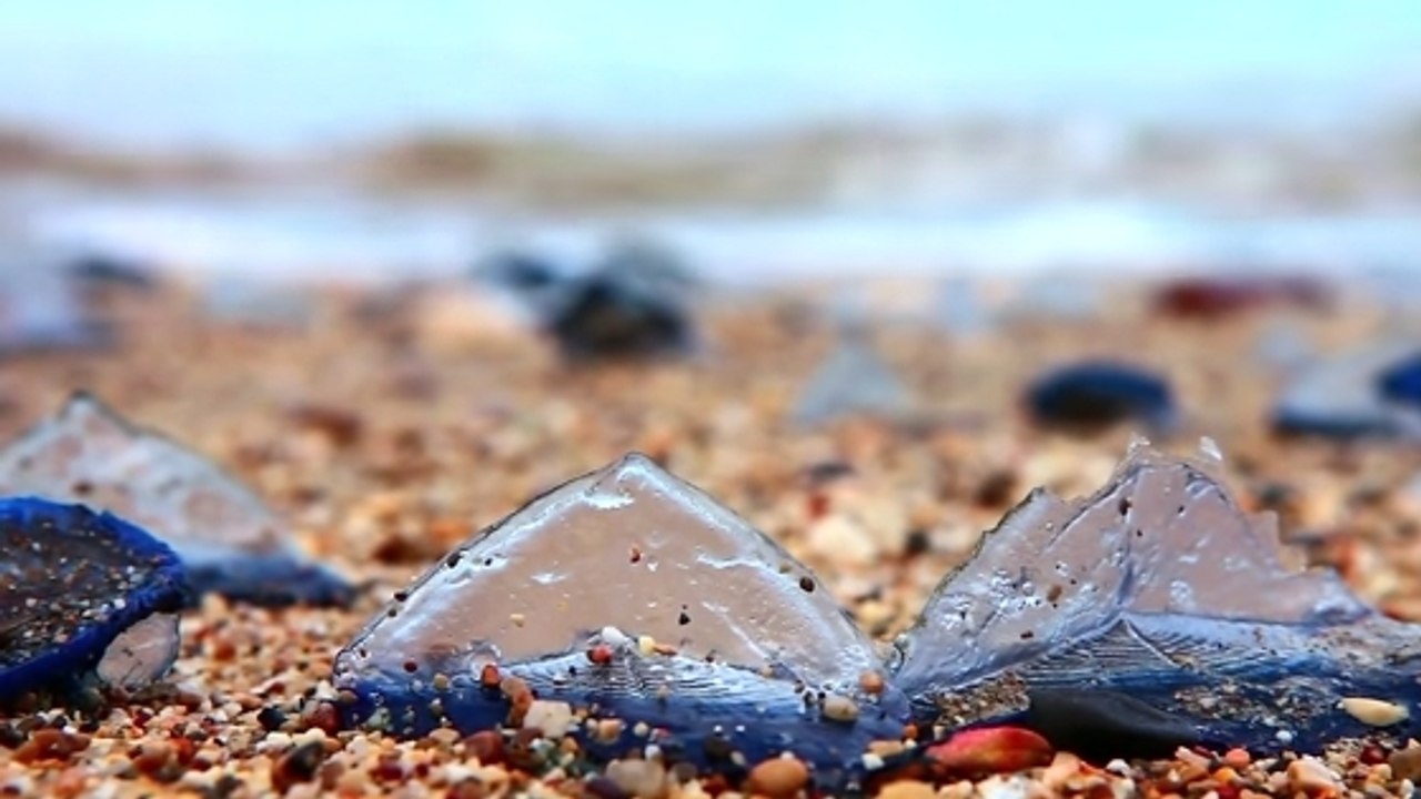 D'étranges cnidaires bleus envahissent la côte...
