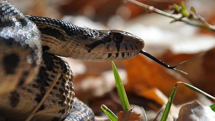 A quoi sert la langue fourchue du serpent ?