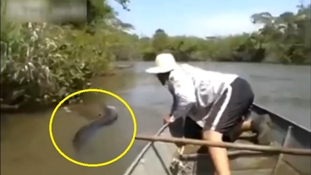 Des Brésiliens dérangent un énorme anaconda en pleine digestion
