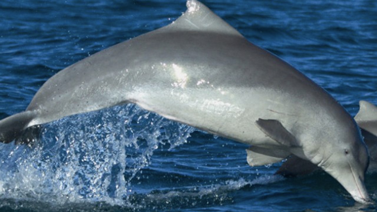 Une nouvelle espèce de dauphin identifiée au large de l'Australie