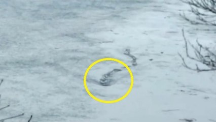 Un monstre du Loch Ness en Islande ? Une vidéo dévoile une étrange forme dans un lac