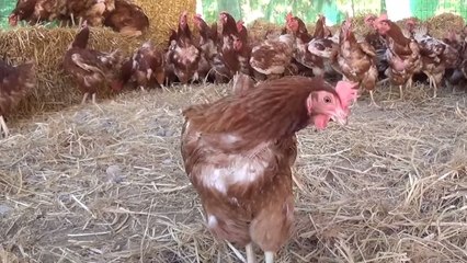 500 poulets goûtent à la liberté après des années passées en cages