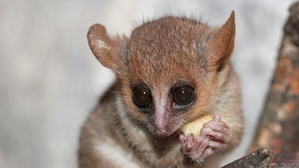 Quels sont les animaux les plus petits au monde ?