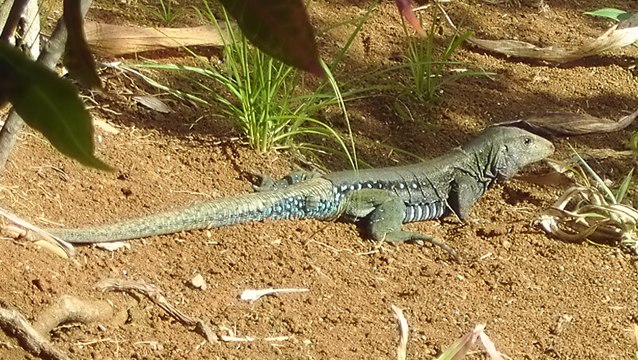 Pour inviter ses congénères à déjeuner, ce lézard fait... des pompes