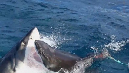 L'attaque "surréaliste" d'un grand requin blanc filmée en Australie