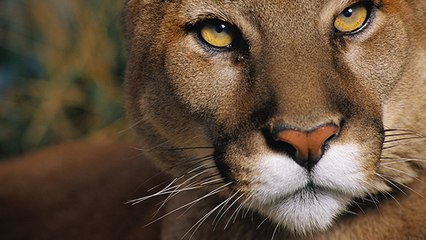 Records : ces animaux qui surpassent l'homme