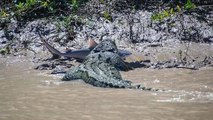 Un énorme crocodile marin s'attaque à un requin-bouledogue