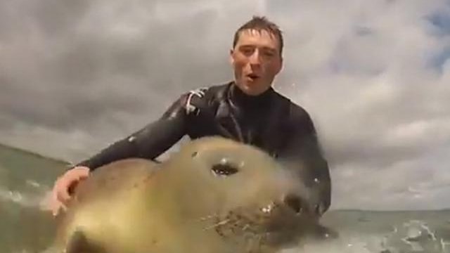 Un petit phoque s'initie au surf