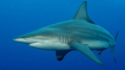 Un pêcheur réalise un impressionnant sauvetage en attrapant un requin à mains nues