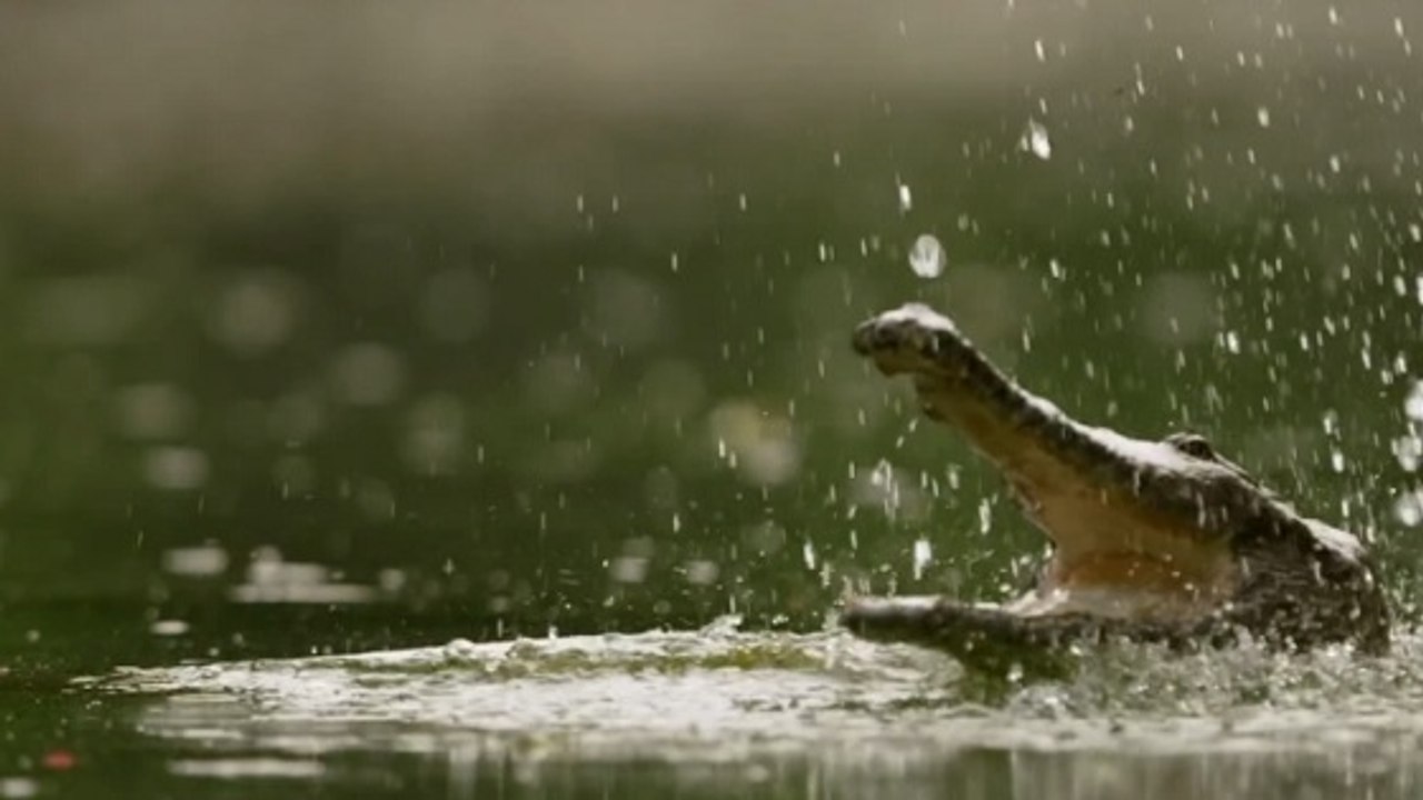 Quand les crocodiles attaquent des chauves-souris en plein vol