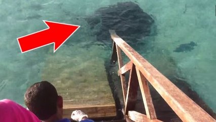 Überraschung beim Fischefüttern