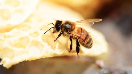 Comment les abeilles fabriquent-elles le miel ?