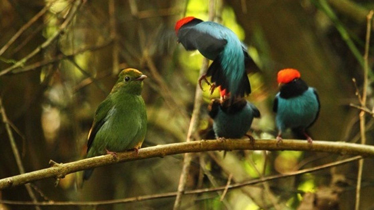Quand les oiseaux se mettent au speed-dating