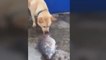 Un chien tente de sauver un poisson en lui jetant de l'eau... ou pas ?