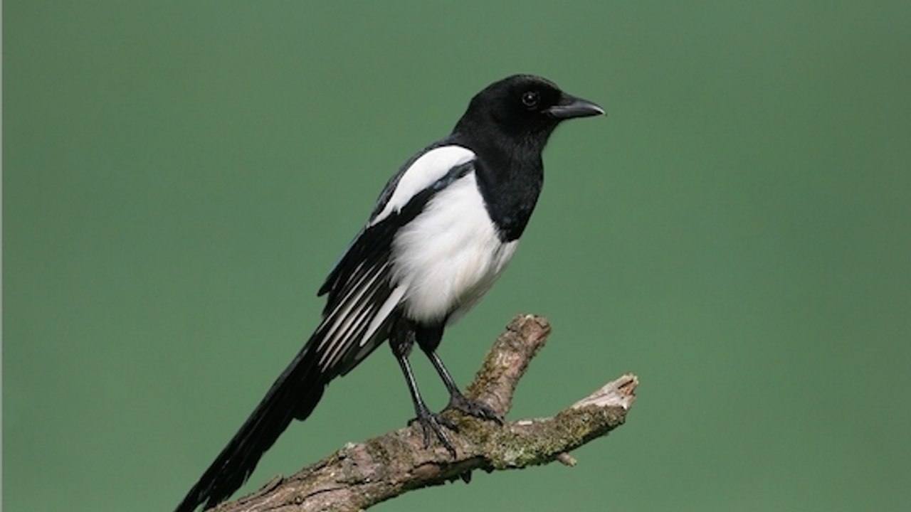 Oubliez le mythe, les pies ne sont pas des voleuses