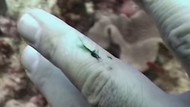 Pourquoi le sang devient-il vert sous l'océan ?