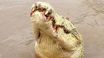 Un crocodile très rare abattu en Australie après avoir attaqué un homme