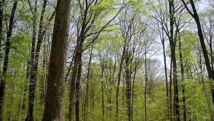 Time-lapse : l'extraordinaire vie d'une forêt au fil des saisons