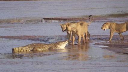 Une violente confrontation entre un crocodile et trois lions