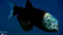 Le Macropinna, un étrange poisson des abysses à la tête transparente