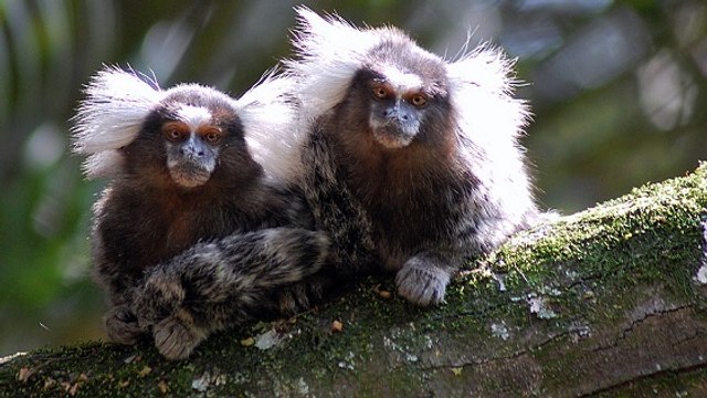 Les fascinantes capacités d'apprentissage des ouistitis sauvages