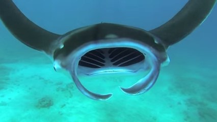Nagez avec les raies manta grâce à une caméra embarquée