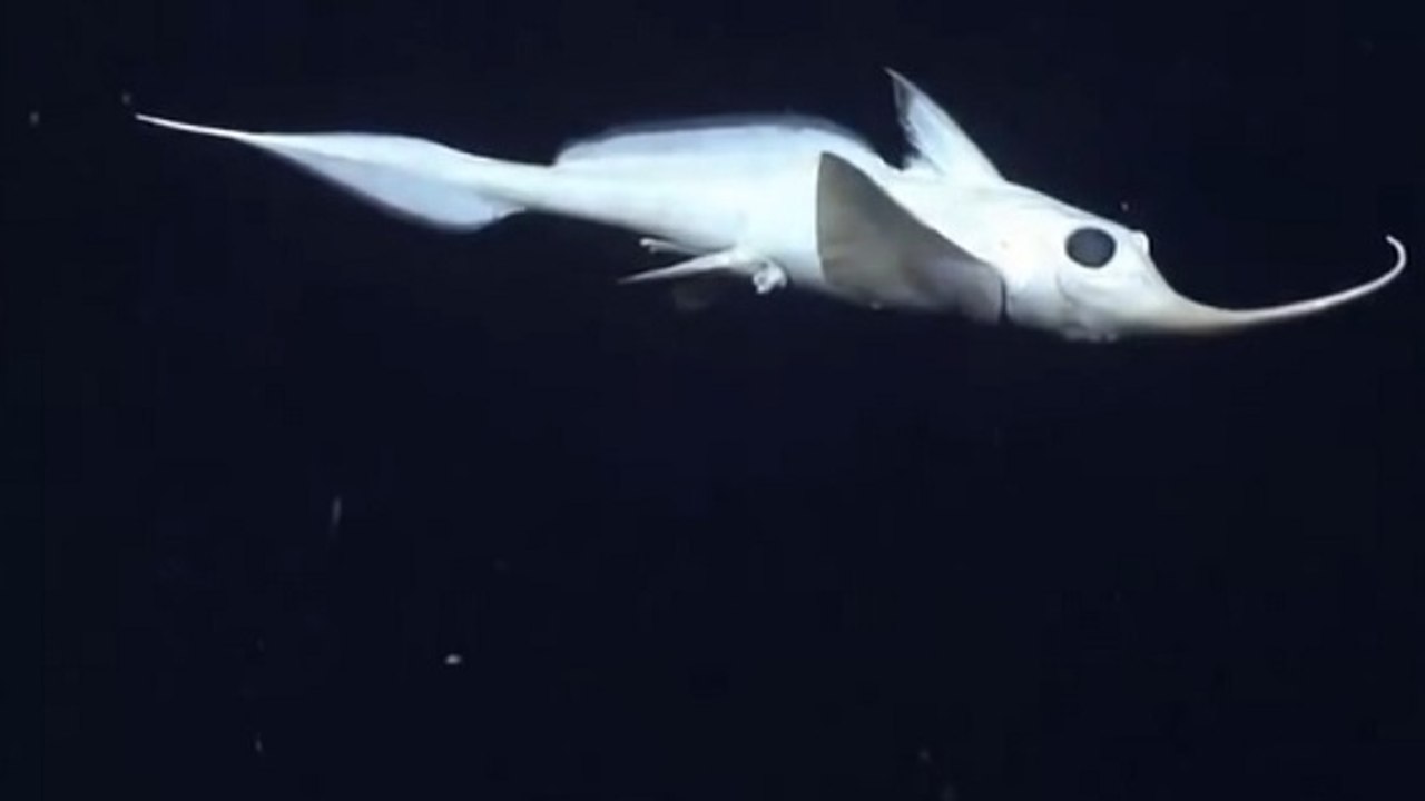 La chimère de Haeckel, une étonnante créature fantomatique filmée dans les abysses