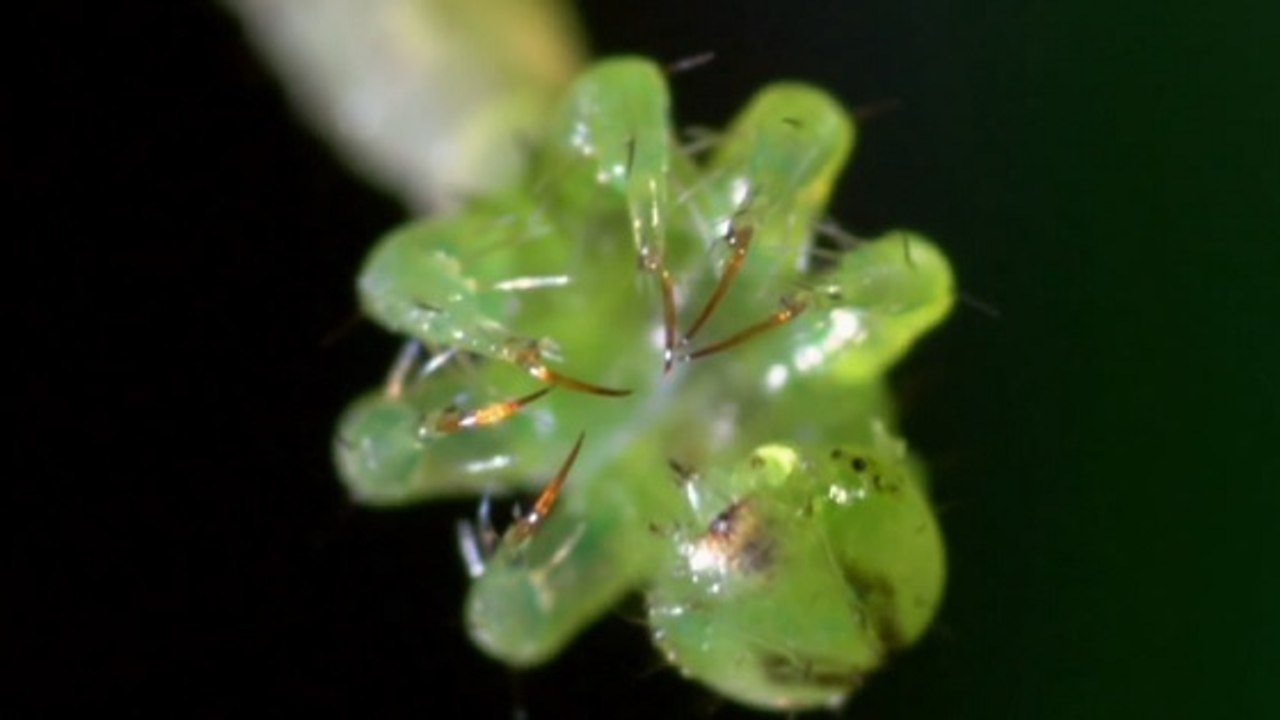 La redoutable stratégie d’attaque d'une chenille carnivore