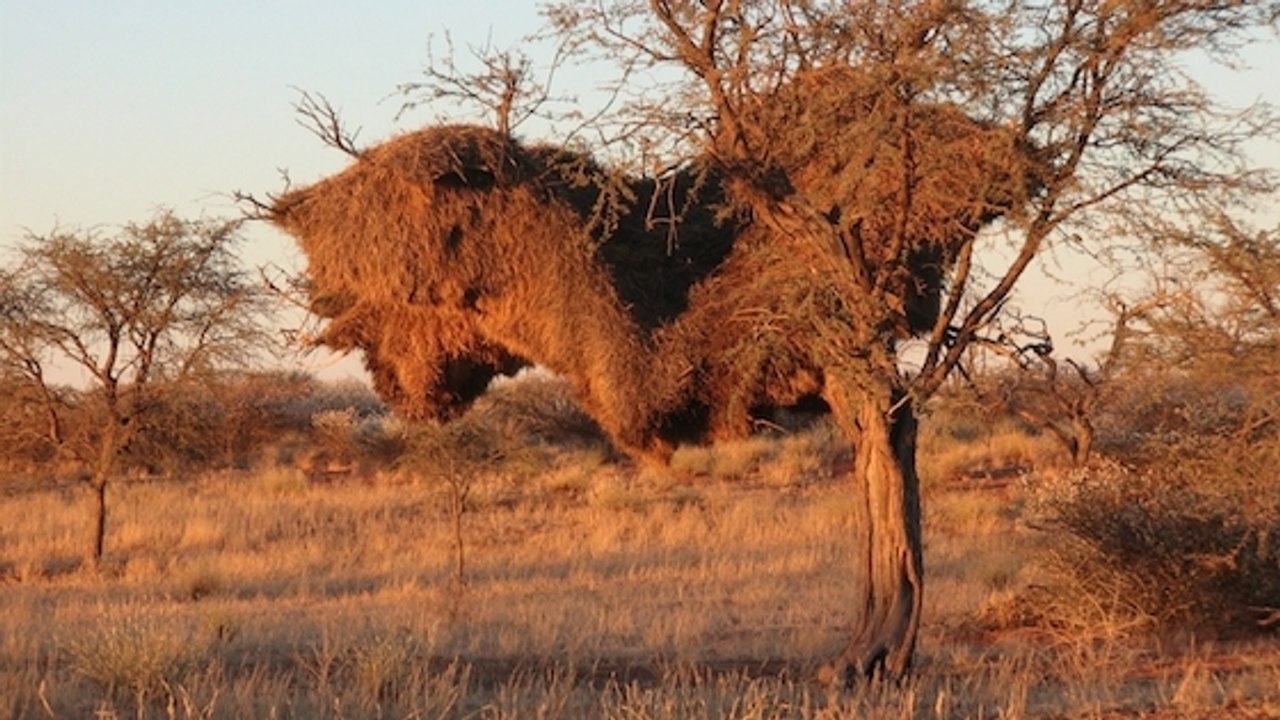 Ces petits oiseaux africains construisent des nids gigantesques