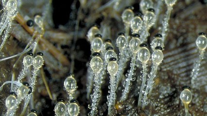 Le Pilobolus, un champignon qui dégaine ses spores plus vite que n'importe quelle espèce