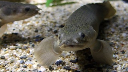 Ce poisson capable de marcher sur terre détient-il la clé de l'évolution animale ?