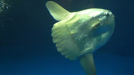 Un gigantesque poisson-lune surprend des plongeurs