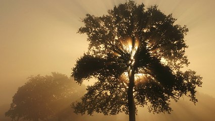 Ces arbres extraordinaires qui battent des records