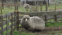 Shaun va t-il devenir le mouton le plus laineux du monde ?