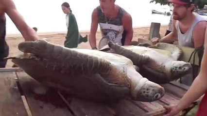 Un touriste sauve deux tortues découvertes agonisant dans un jardin au Nicaragua