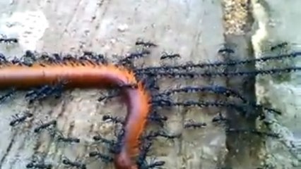 Ces fourmis démontrent leur incroyable force