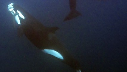 Des orques s'attaquent violemment à un requin-tigre sous les yeux de plongeurs